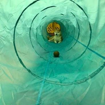 Kuma going through tunnel