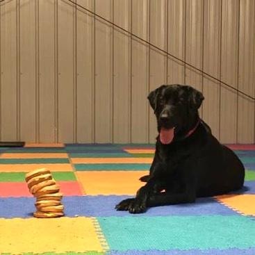 Black lab on colorful mat