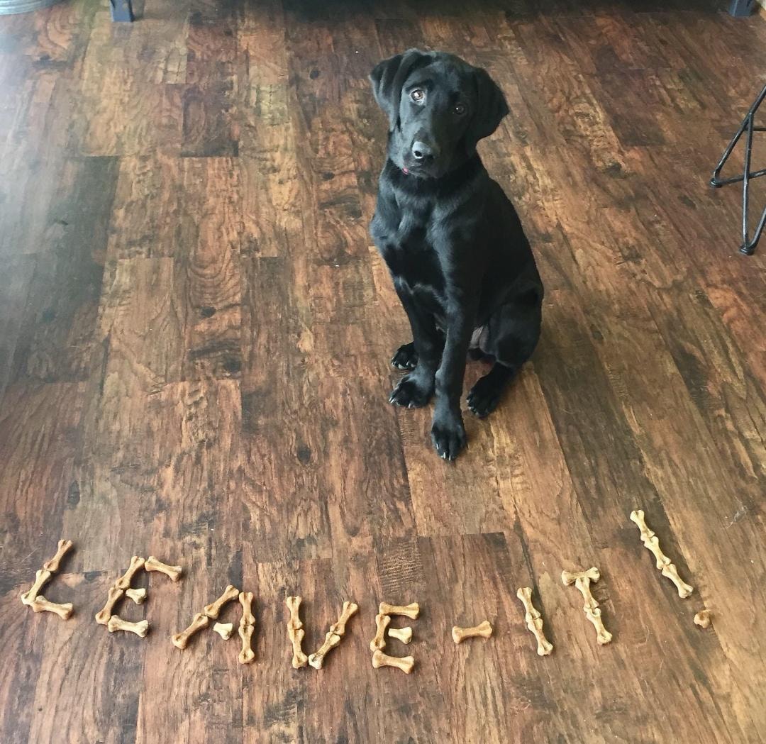 Black lab Leave It exercise