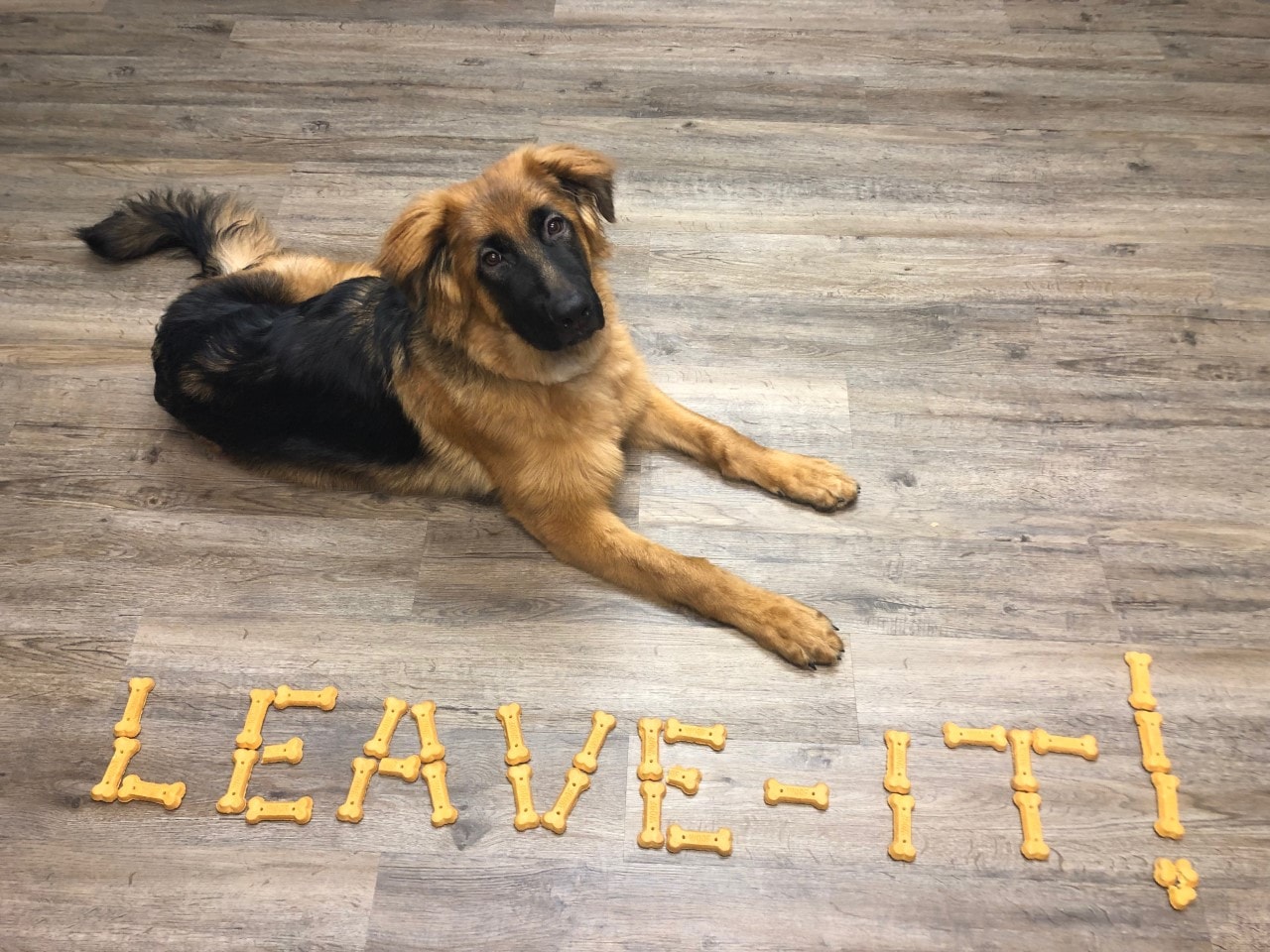 German Shepherd Leave It exercise