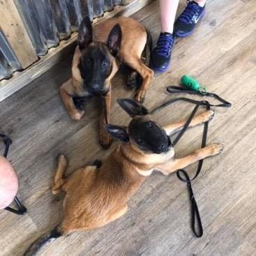 Malinois puppies