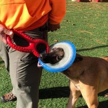 Malinois in tunnel