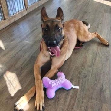 Malinois with toy