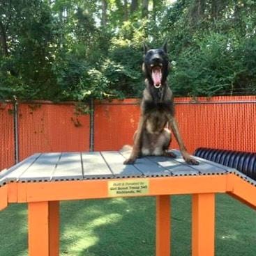Malinois on training platform