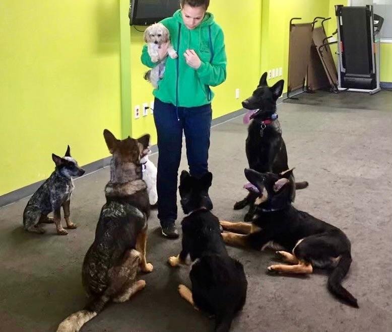 Haven trainer in green hoodie holding small dog surrounded by six sitting German Shepherds