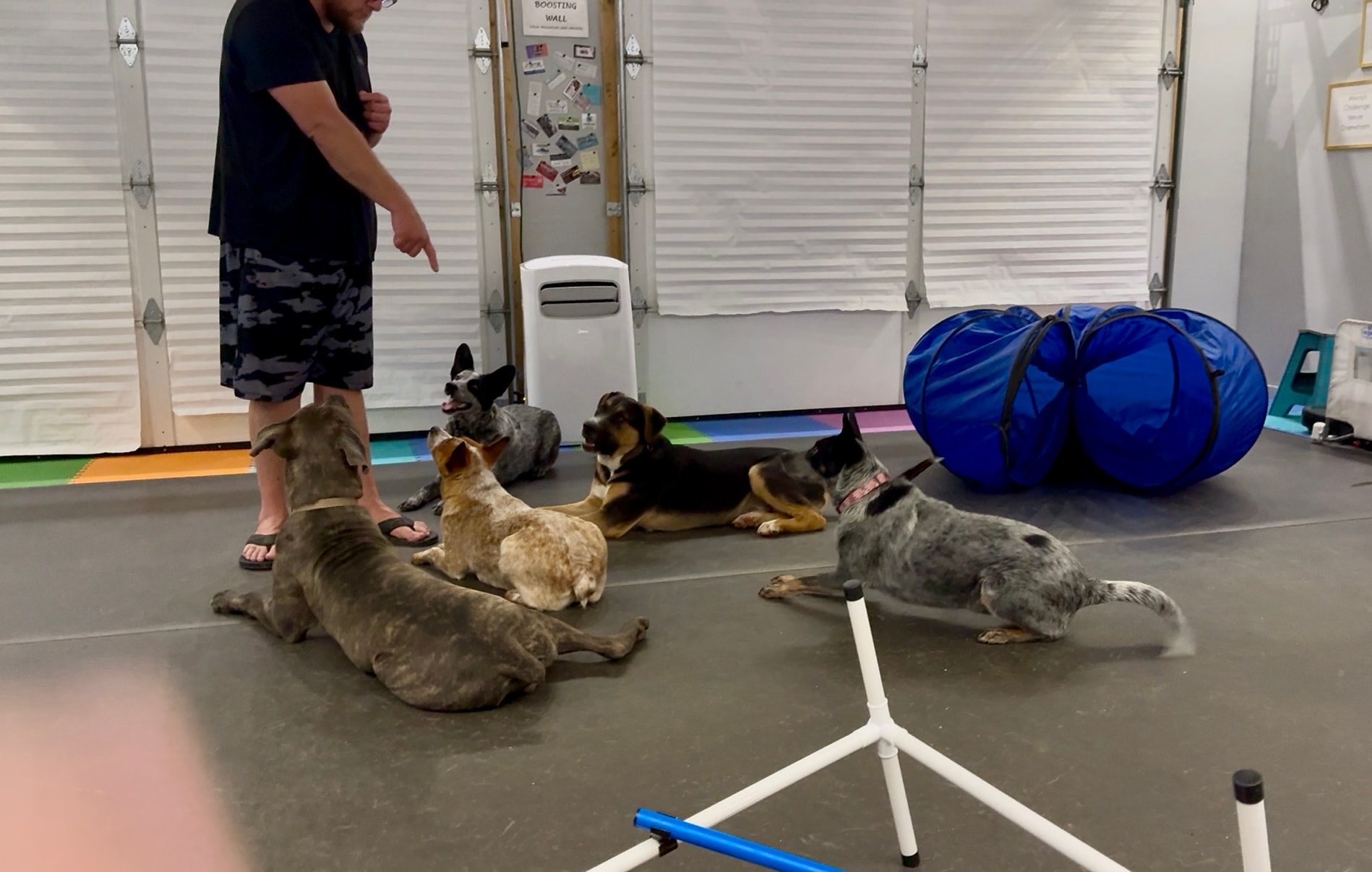 Morgan — trainer with five dogs all in a down-stay on colorful mats indoors