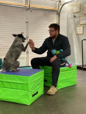 Morgan — trainer giving a high five to a dog on a raised platform