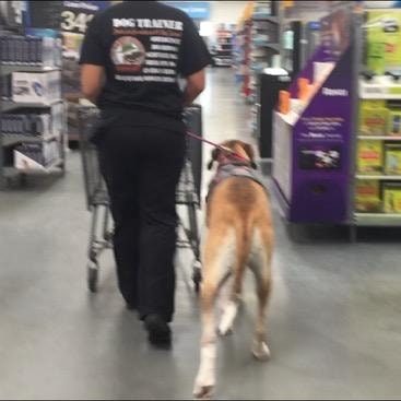 Service dog in training walking on leash with handler through Walmart store