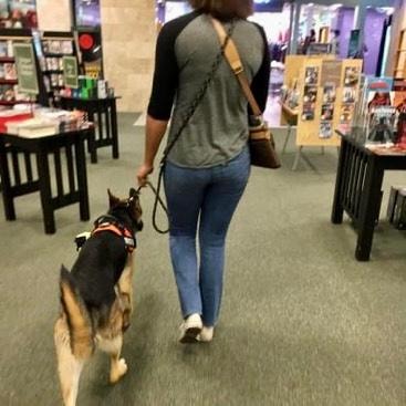 Service dog in orange vest heeling with handler through Barnes and Noble bookstore