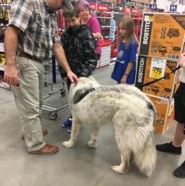 Public access test — dog and handler demonstrating obedience in public setting