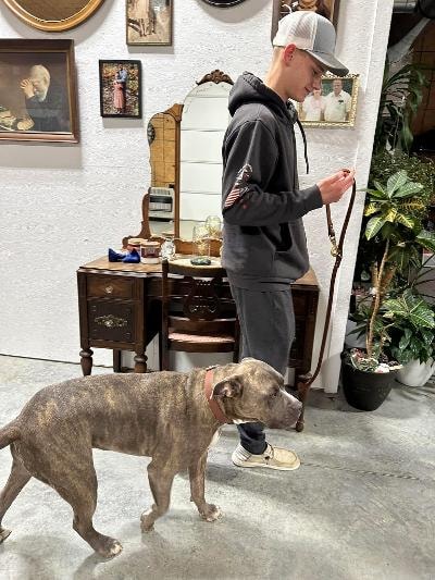 Pit Bull mix heeling with handler during public access training in vintage shop