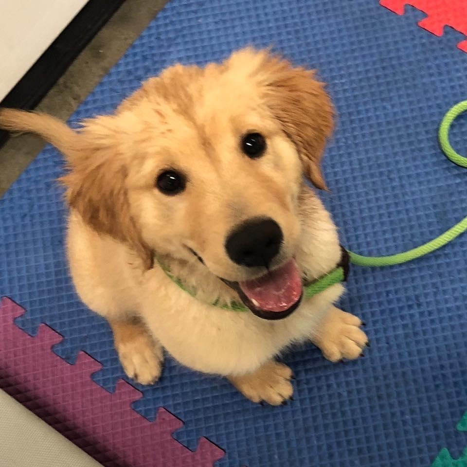 Golden retriever puppy during foundation training session