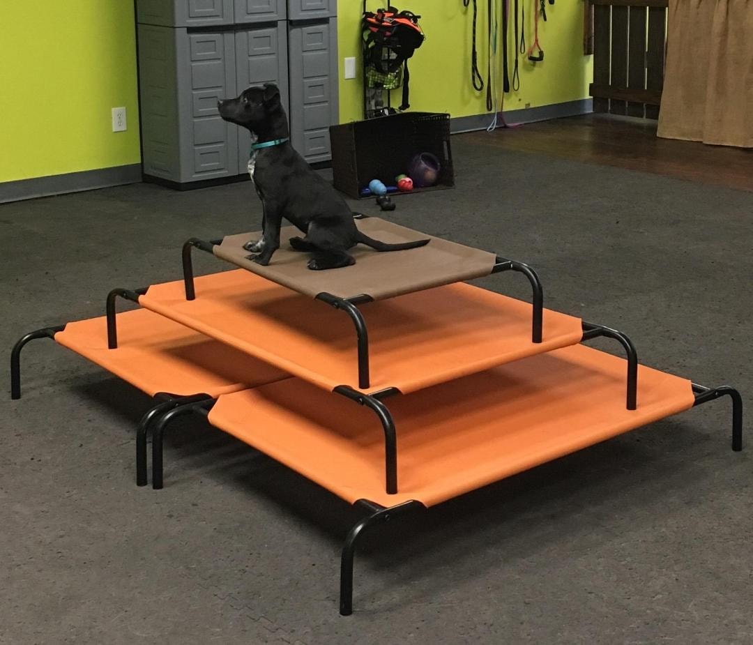 Puppy exploring colorful agility mats during foundation class