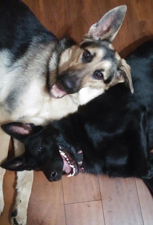 Raven and Ruger — service dog team demonstration during training session