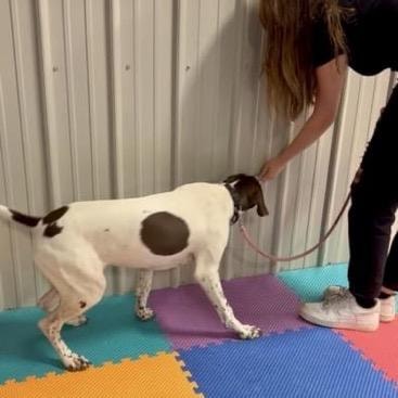 Handler with pointer dog on colorful mat during scent nose work training