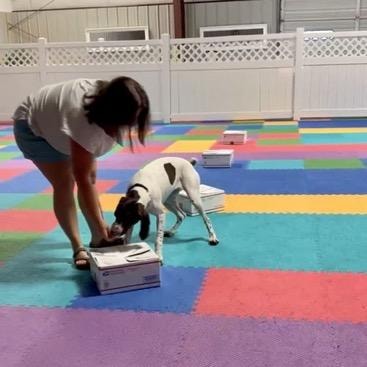 Handler with pointer dog investigating scent detection boxes on colorful mat