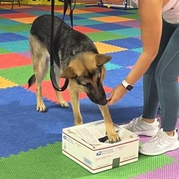 Dog investigating scent detection box on colorful mat during nose work class