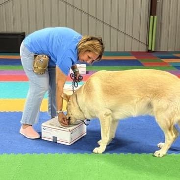 Handler working dog on scent detection box during nose work class