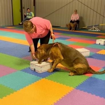 Handler with large brown dog working scent detection box during nose work session