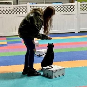 Handler with black dog sitting at scent detection box on colorful mat