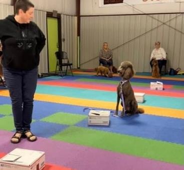 Handler working dog on scent detection box during nose work class