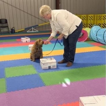 Handler rewarding small doodle dog during scent detection box exercise on colorful mat