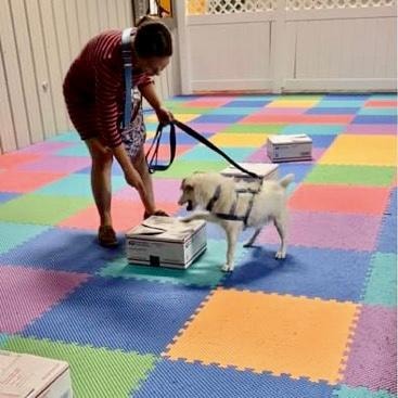 Handler with white Akita working scent detection boxes on colorful mat