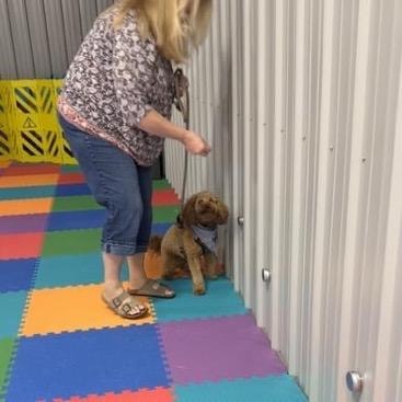 Handler working with doodle dog on scent detection at wall during training session