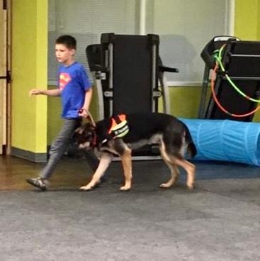 Boy in Superman shirt walking German Shepherd service dog in training facility