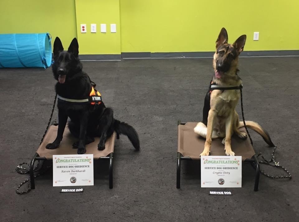 Raven Burkhardt and Crypto Doty — two service dogs on place boards with graduation certificates