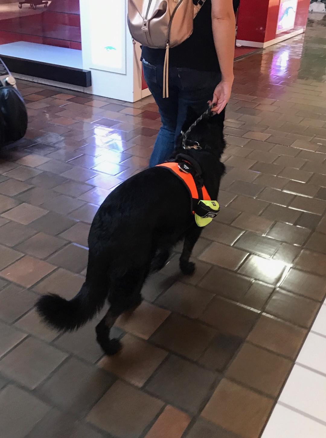 Black service dog in orange vest walking on leash in public indoor space