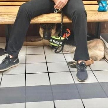 Service dog in training lying under bench at handler's feet in public