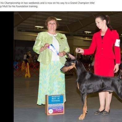 Doberman winning Best of Winners at AKC dog show with handlers