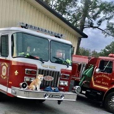 Shiba Inu therapy dog sitting on bumper of Half Moon Fire Department truck
