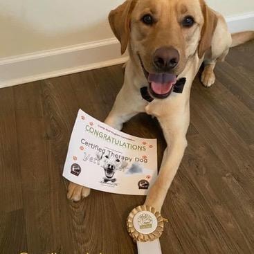 Yellow Labrador Certified Therapy Dog lying with certificate and rosette ribbon