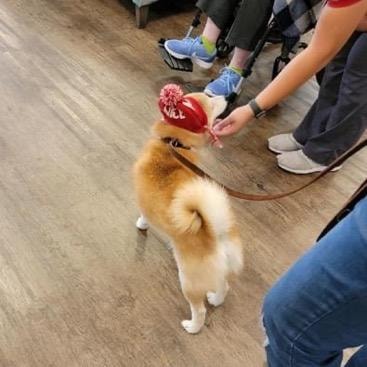 Shiba Inu therapy dog Kuma wearing holiday hat during care facility visit