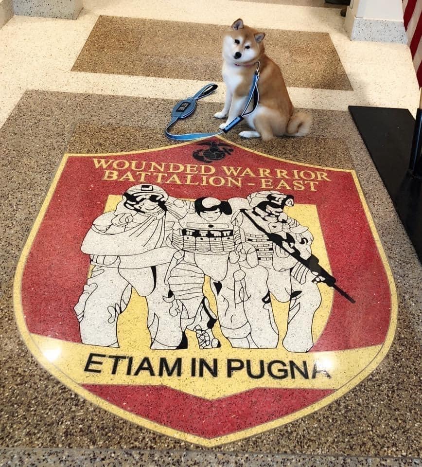 Shiba Inu therapy dog sitting on Wounded Warrior Battalion East emblem floor
