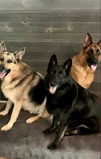 Three German Shepherds posing together in a rural field