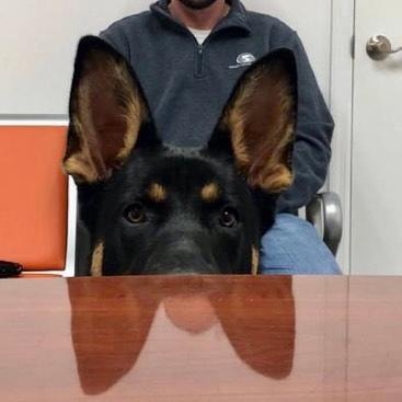 German Shepherd puppy peeking over desk with big ears