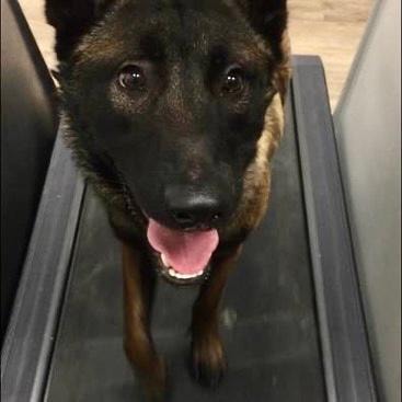 Dark Belgian Malinois on treadmill looking at camera
