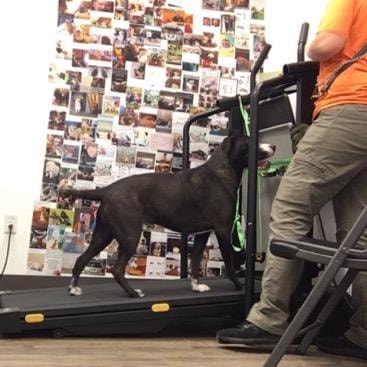 Black dog walking on treadmill with handler at Haven facility