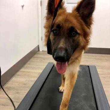German Shepherd walking on treadmill during conditioning session