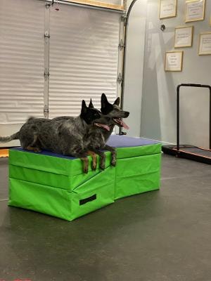 Two Australian Cattle Dogs sitting together during training session