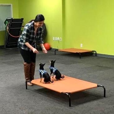 Trainer working with two Chihuahuas on agility platform