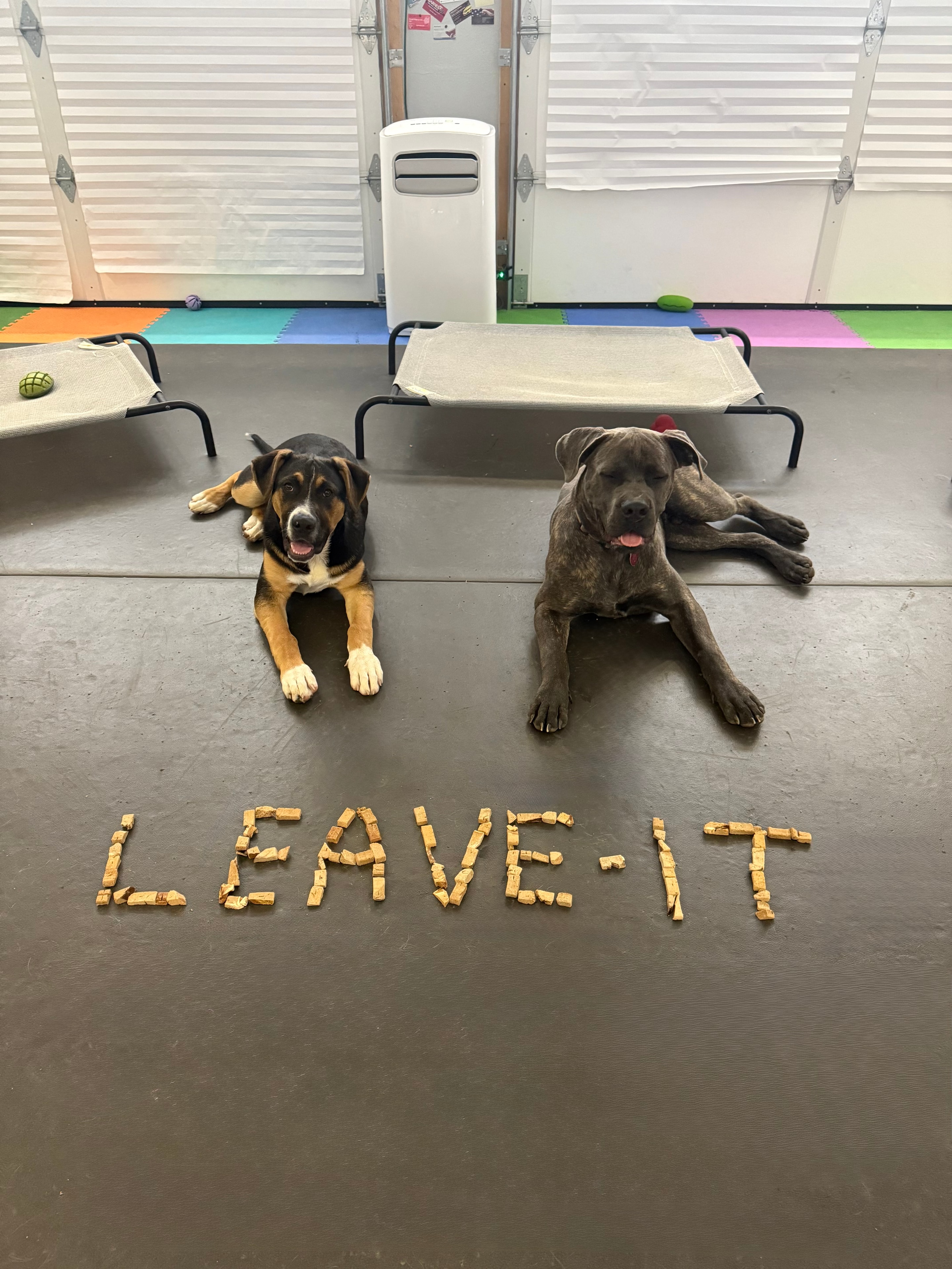 Two dogs holding a leave-it command with treats placed in front of them
