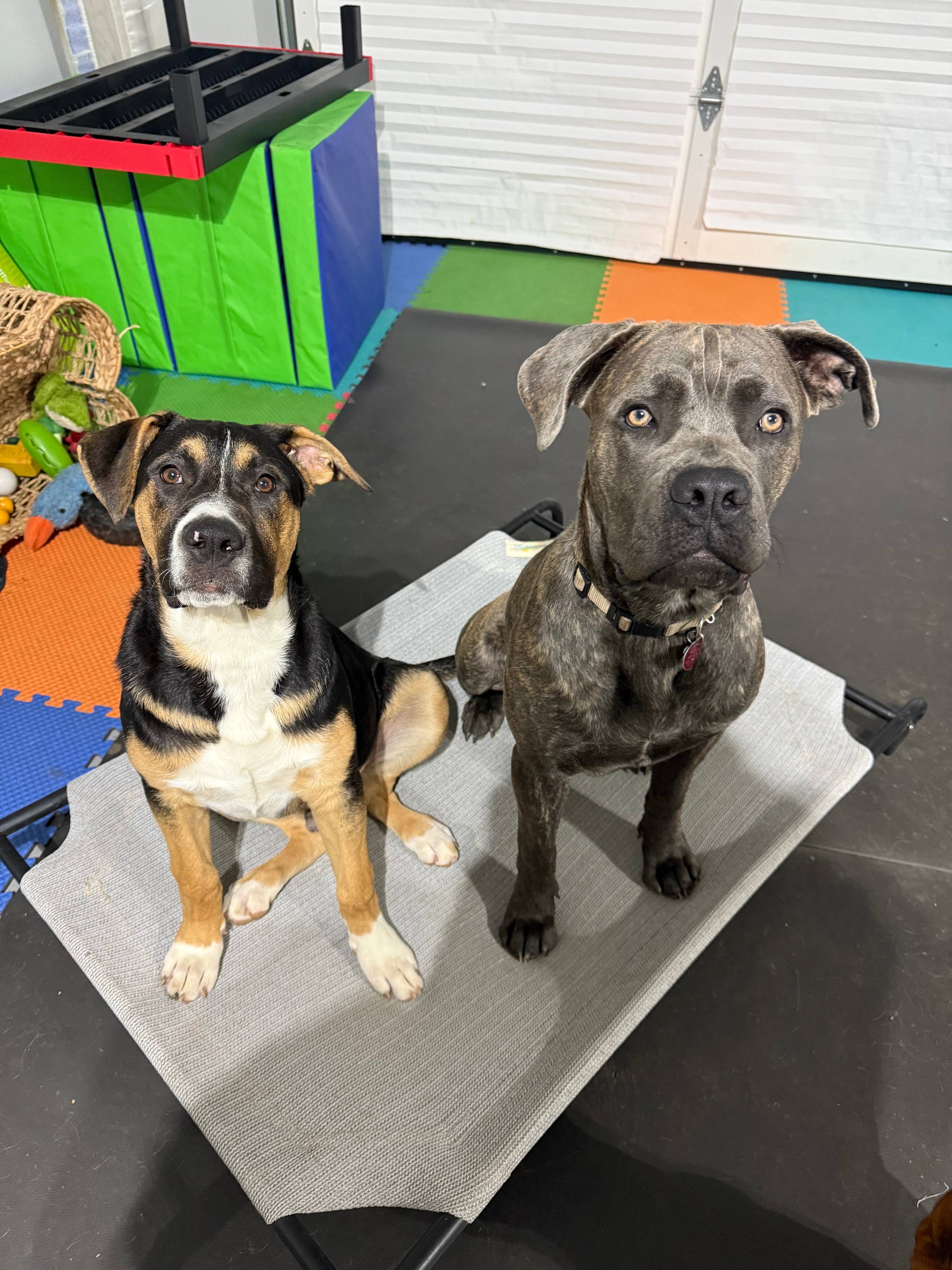 Two dogs holding a place command on platforms in the training facility