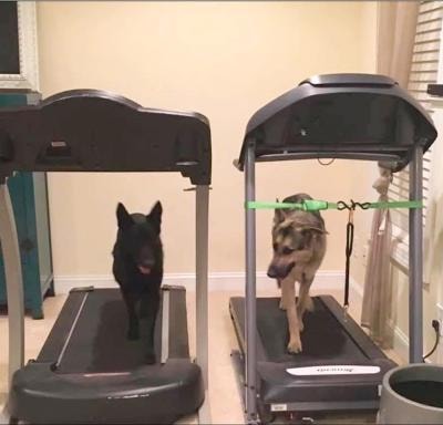 Two dogs walking side by side on treadmills during conditioning session