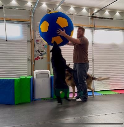 Tyler — man playing fetch with dog using large exercise ball during training