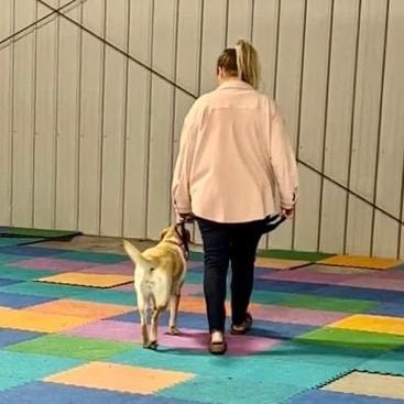 Handler walking dog on leash during outdoor training session