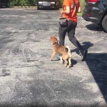 Trainer walking dog on leash outdoors